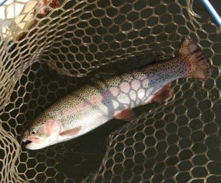 大安トラウトレイク釣果